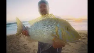 Dirkhartog island Spangled emperor from the surf