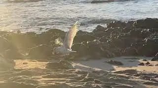 Best Christmas gift ever! Seagull visiting me at Sunrise December 24/ Spain