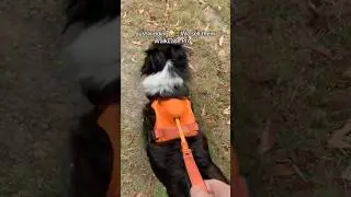 It&rsquo;s the BEST dog harness and leash🐶 #dog #dogaccessories #dogleash #dogharness #dogcollar
