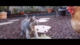 CHAT VS POULET.