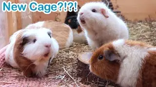 New Guinea Pig Cage Update & Progress