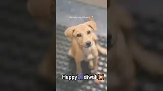 Please keep the lives of those innocent animals safe and celebrate Diwali.🎇🎆