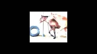 WM Draft Crosses, They SELL, March 30/2023 at Waverly Midwest Horse Sale
