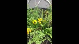 Vine Weavel in the Galways Westend edible pots with The Quarantine Gardener
