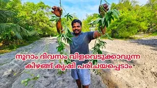 നൂറാം ദിവസം വിളവെടുക്കാവുന്ന കിഴങ്ങ് കൃഷി പരിചയപ്പെടാം