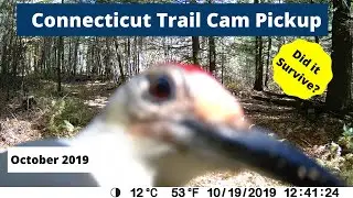 Connecticut Trail Cam Pickup - October 2019 (Campark T45)