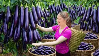 Harvesting Purple Eggplants to Sell & Cooking Tomato Eggplant | From Garden To Table