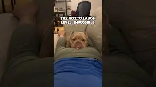Try Not To Laugh: Farting On Dogs Compilation💀😭 #dogshorts