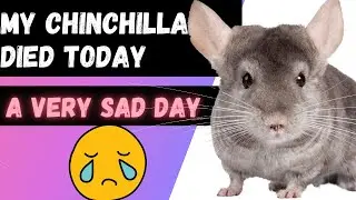Chinchilla Illness and Death (My Chinchilla Died Today)