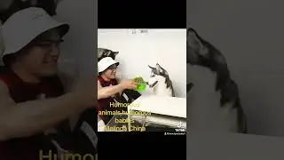 #cute #humor #humorous #humorousanimals #humorouscontent #humorousvideos @Multishow
