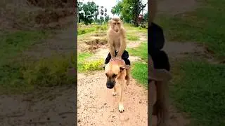 Dog vs Manik #reels #shortsvideo #short #reelsvideo #short_video #shortsvideo #youtubeshortsvideo