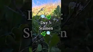 🌿🔍Stamen🔍🌿 100 botanical terms in 100 days! Today we look at stamens in hairy and wavy bittercress.