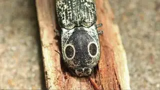 Fake Eyes, Real Survival (Eastern Eyed Click Beetle Documentary)