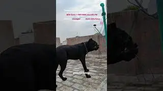 Cane Corso bite force (700-1600 pounds PSI) is stronger than lion's bite force (650 pounds PSI)