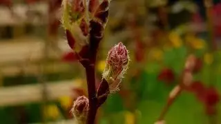 Planting a Saskatoon Berry bush: a beautiful flowering shrub that produces delicious super berries.