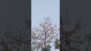 koyal ki awaj #video