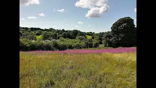 Beautiful scene from last summer, notice the solar panels? UK wild nature countryside outdoors 20a6