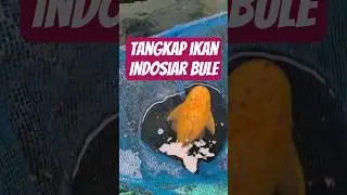 Tangkap ikan Indosiar Albino Bule #sapusapu #ikan #ikanhias #mohadib_mp