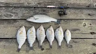 Nonstop Perch Bite + Bonus Striper | NorCal Surf