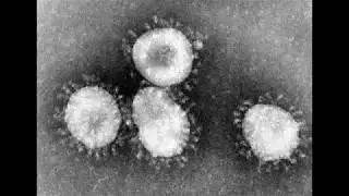 THE TRUE STORY OF THE CORONAVIRUS