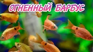 ОГНЕННЫЙ БАРБУС.СОДЕРЖАНИЕ И РАЗВЕДЕНИЕ.