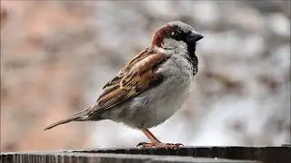 چڑیا کی خوبصورت آواز