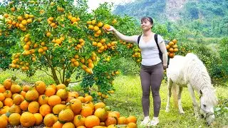 Harvesting Many Oranges By 3-Wheeled Truck Goes To Countryside Market Sell - Daily Farm