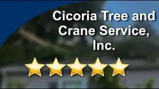 Cicoria Tree Service - 5 Star Review for Tree Care in Beverly
