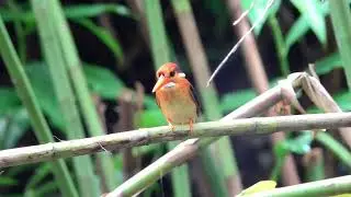 Oriental Dwarf Kingfisher/ Black Backed Kingfisher#Kingfisher#migratorybird #wildlife Oct2025 DFNP 