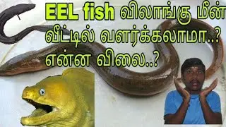 EEL fish விலாங்கு மீன் வளர்ப்பு முறை மற்றும் விலை