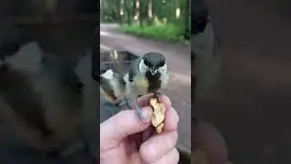 Синица без хвоста / A titmouse without a tail