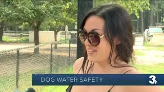 Dog water safety