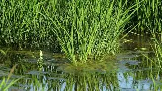 The Sacramento Valley, a great place to grow Rice