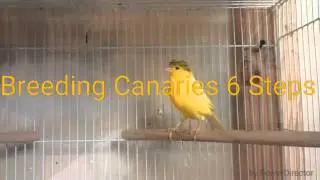 breeding canaries step by step