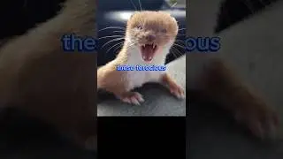 Discover the Pint-Sized Powerhouse 🐾💥 The Least Weasel! #wildlife #weasel