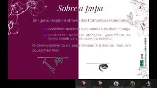 Semin&aacute;rio Iph- Culic&iacute;deos: Anophelini e Culicinae