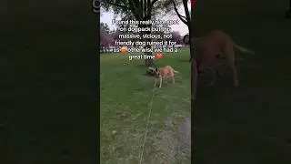 Irresponsible dog owners ruin everything!