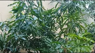 እክራም ሙሀመድ está en vivo