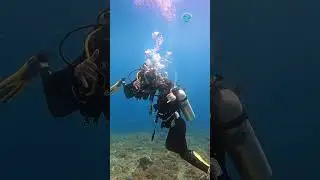 Dive with us in Lombok! contact in our channel!