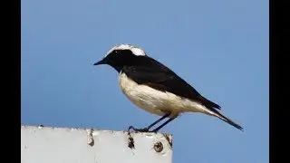 Cyprus wheatear (Oenanthe cypriaca)  &Sigma;&kappa;&alpha;&lambda;&iota;&phi;&omicron;ύ&rho;&tau;&alpha; - &Pi;&epsilon;&tau;&rho;&omicron;&kappa;&lambda;ή&sigmaf; &tau;&eta;&sigmaf; &Kappa;ύ&pi;&rho;&omicron;&upsilon; - Endemic to Cyprus