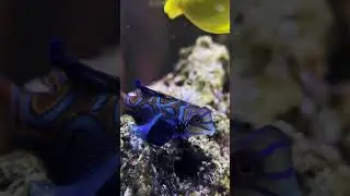 Mandarin Dragonet Feeding | Calm Reef Fish Moment I  Reef Tank ASMR