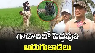 Tiger Alert in Rajamahendravaram Rural | Farmers Warned