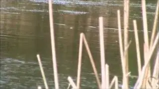 Chub taking floating crust