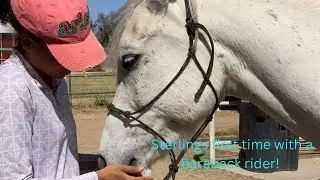 Nervous Unbroke Arabians First Time with a Rider | Colt Starting