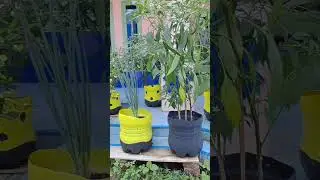 TdBeOL (Tatanen di Bumi Olangan), TdBA di Sekolah