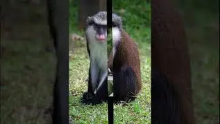 Мартышки Мона