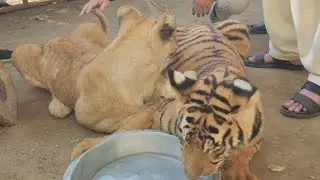 Karachi zoo garden #chiriyaghar #karachizoo #karachi #karachifood #karachiweather 