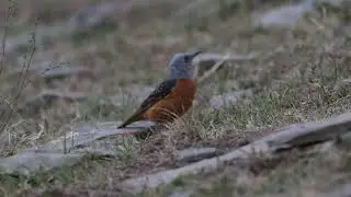 Пёстрый каменный дрозд | Rufous-tailed Rock Thrush | Monticola saxatilis