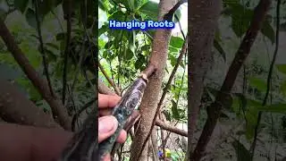 Trying the Air Layering Technique on a Ficus Plant with Hanging Roots.  #bonsai #bonsaitree #plants