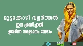 മുട്ടക്കോഴി വളർത്തൽ  ശ്രദ്ധിക്കേണ്ട കാര്യങ്ങൾ